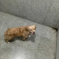 سگ۰نژاد۰اشپیتز
