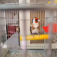 فروش چند عدد  سهره کار