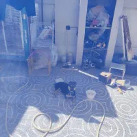 سگ پاکوتاه