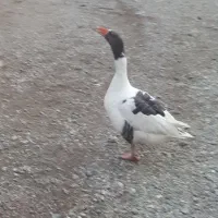 غاز برای کشتن  موجود است