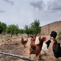 تخم مرغ محلی