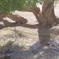 زمین کشاورزی