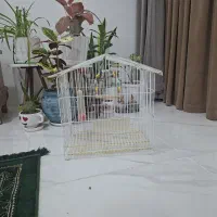 ققس پرنده