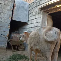 گوساله ماده