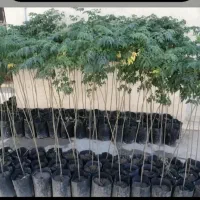 زیتون تلخ، غیر مثمر، کم آب و با رشد سریع