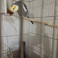 عروس نر بالغ