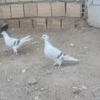 کبوتر|پرنده|فردوس (خراسان), |دیوار