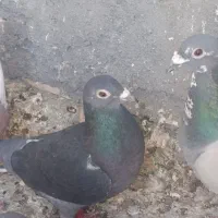 کفتر