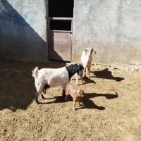 دو عدد بز جوان شکم دوم و سوم و پر شیر