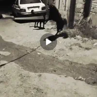 توله قدرجونی