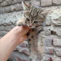 گربه خانگی تخفیف جزئی پای معامله