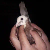 شازده عروسک