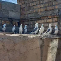 کفتر پرشی معاوضه