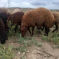 بره نر جهت قربانی