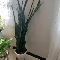 یک عددگل سانسوریاولیندا