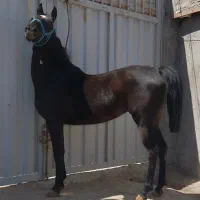 اسب