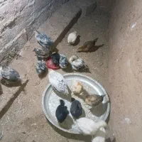 جوجه های محلی