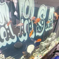 ماهی گل فیش