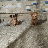 سگ پاکوتاه