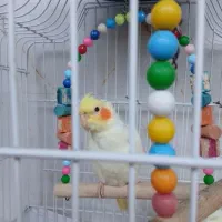 عروس هلندی