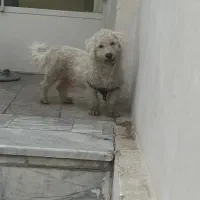 واگذاری سگ شیتزو