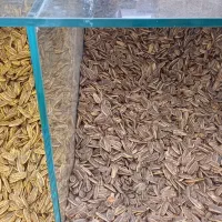 انواع تخمه و بادام زمینی