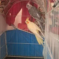 عروس هلندی  نر. ماده  تازه جفت زدم‌۳۰۰۰۰۰۰۰