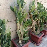 گل وگیاه