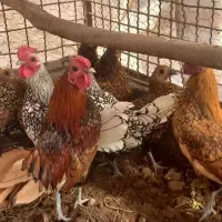 تخم نطفه دار مرغ سبرایت