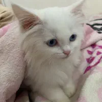 نیاز به گربه نر رگدال یا انگورای ترکیش