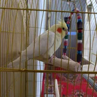 عروس هلندی
