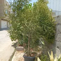 گل خیلی زیبای شاخ گوزنی