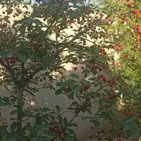 1000متر-باغچه-با-آب-کافی-و-دسترسی-مناسب