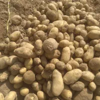 خریدار سیب زمینی فندوقی و ریز بامبا