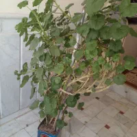 گل شمعدانی بزرگ