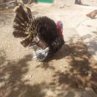 بوقلمون نر عالی