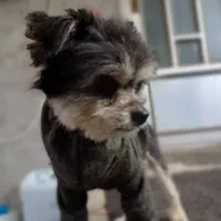 واگذاری سگ تریر رایگان