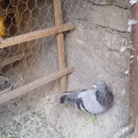 کفتر مسافتی پلاکی