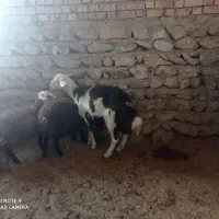 قوچ یک سالشم نیست.پلنگی اصل درجه یک یک