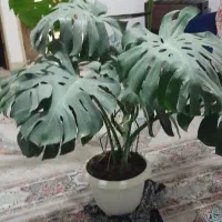 برگ انجیری منسترا  وزاموفیلا برای سالن وکافه