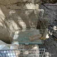 قفس پرنده