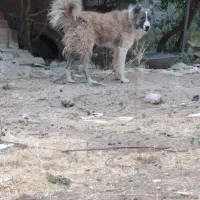 واگذاری سگ