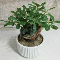 گل طبیعی
