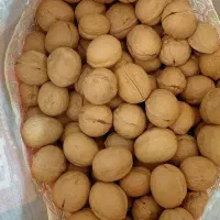 گردو ب قیمت عمده