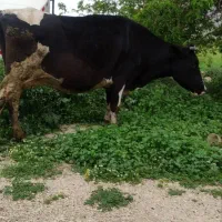 گاو|حیوانات مزرعه|قلعه شاهین, |دیوار