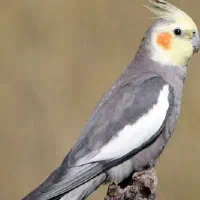 عروس هلندی زرد و خاکستری نر و مادع
