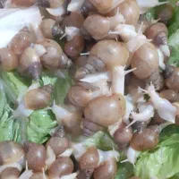 حلزون آلبینو ۳ تا ۴ سانت.