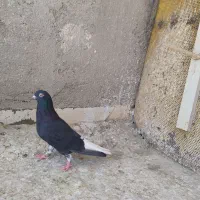 کلاغ دم سفید ماده