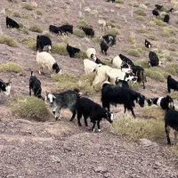 بز فروشی