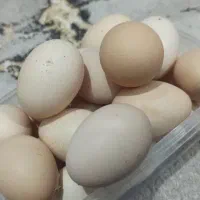 تخم مرغ محلی